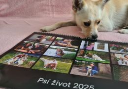 Kupte si charitativní kalendář Psí život 2025!
