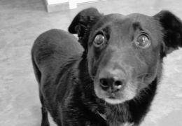 Am&aacute;lka ode&scaron;la za duhov&yacute; most