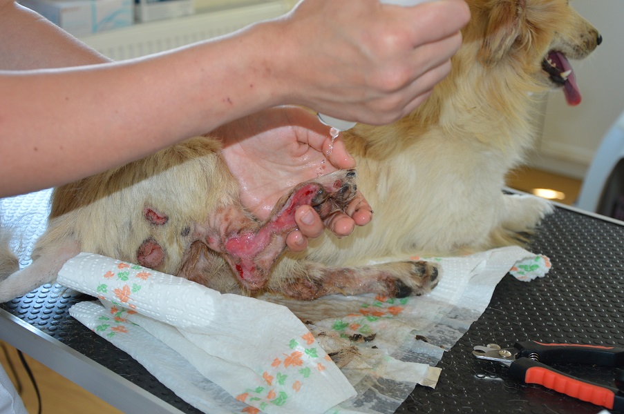 07 ošetření na veterině m