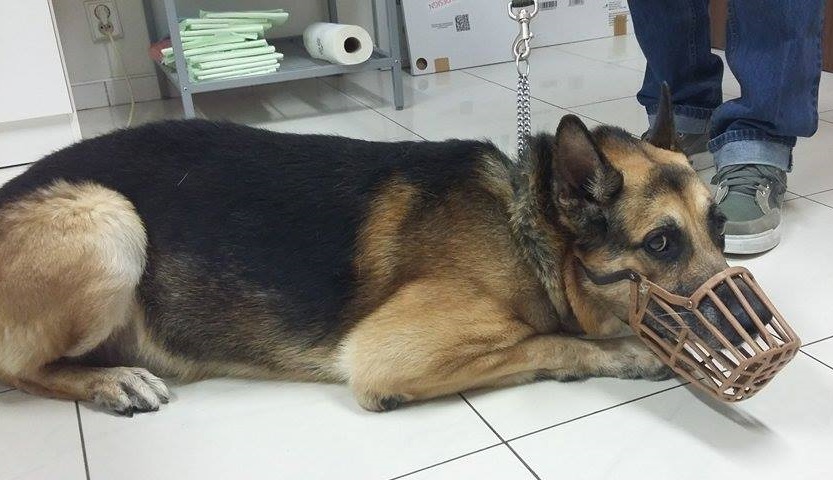 Rex