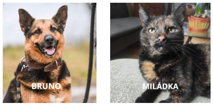 bruno a miladka