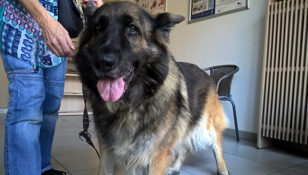 Máme v trvalé péči dalšího psa - fenku Astu