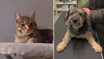 Podívejte, jakým zvířatům jsme za poslední 3 měsíce pomohli