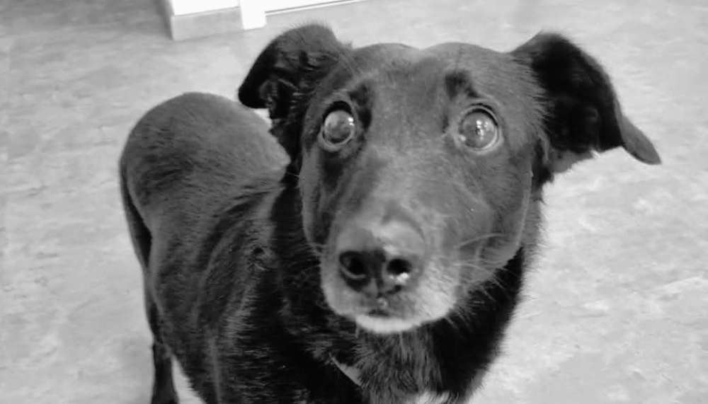 Am&aacute;lka ode&scaron;la za duhov&yacute; most